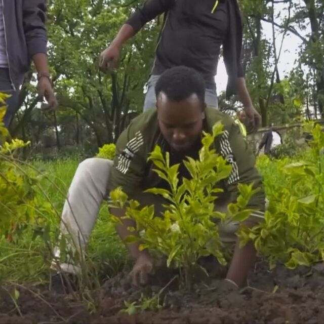 В Етиопия посадиха 350 млн. дръвчета за един ден