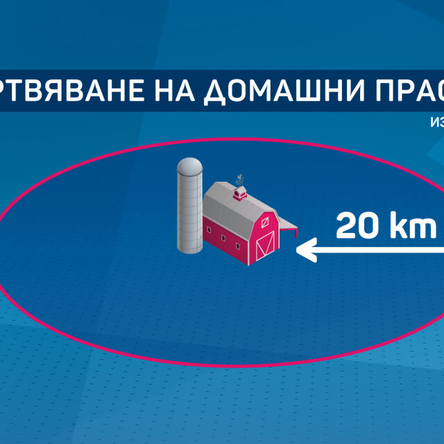 Кризата "Африканска чума": Къде умъртвяват свине тип "заден двор" (ОБЗОР)