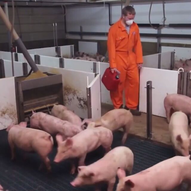Първи протести на земеделски стопани срещу избиването на домашни прасета