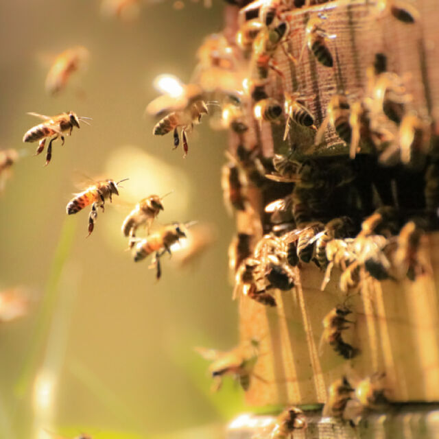 Холандия превърна 300 автобусни спирки в дом за пчели (СНИМКИ)