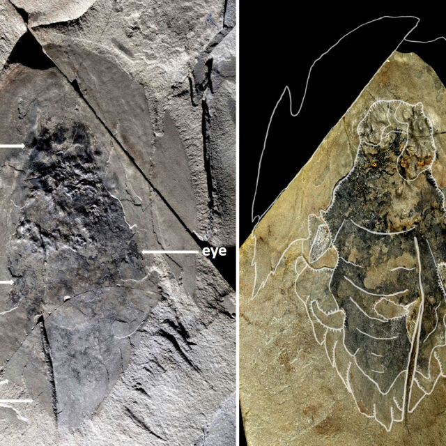 В Канада откриха фосили на хищник, живял преди 506 млн. години