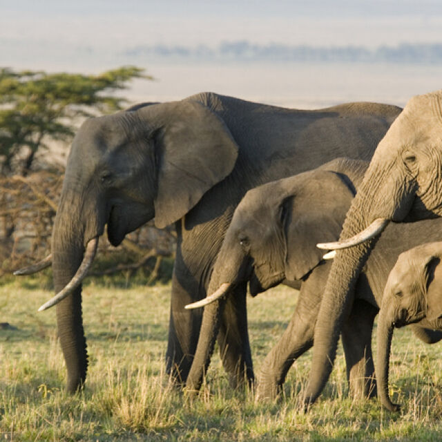 Стотици слонове умряха мистериозно в Ботсвана и никой не знае защо