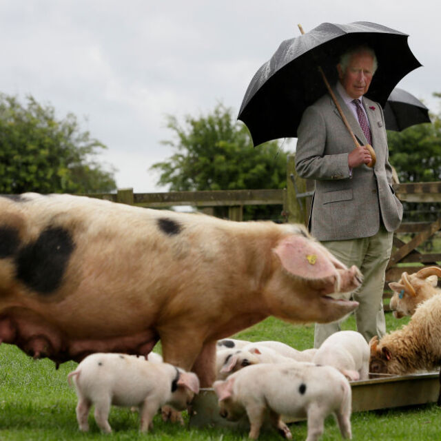 Снимка на деня: Принц Чарлз и няколко прасенца