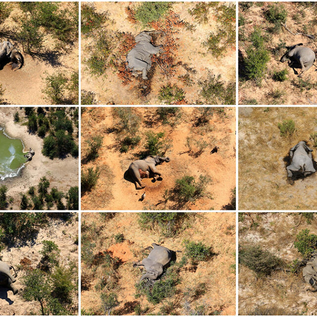 Мистерията около смъртта на слонове в Ботсвана се задълбочава