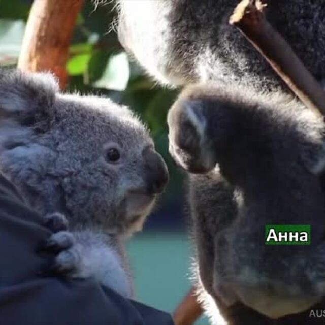 Вижте първата среща на новородената коала Анна със сестра ѝ Елза  (ВИДЕО)