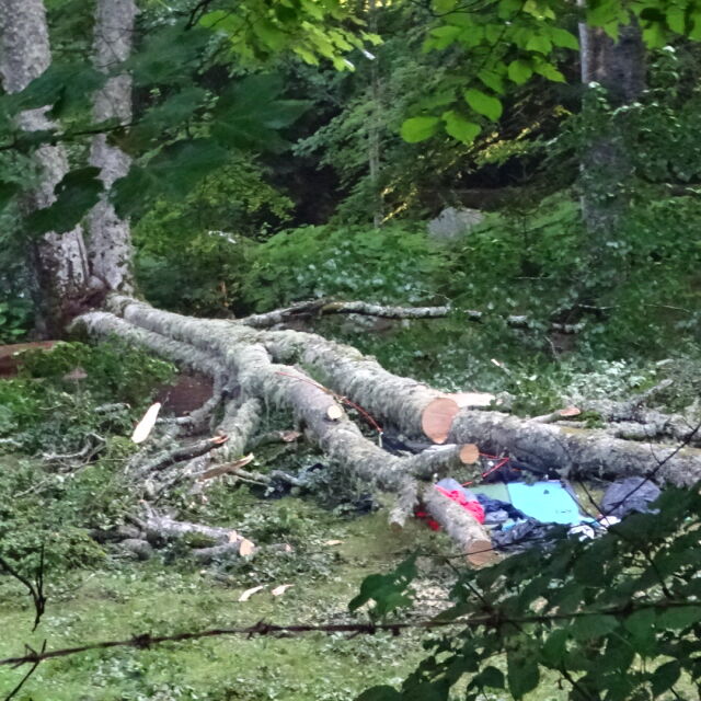 Дърво падна върху палатка в къмпинг край Рилския манастир, жена загина