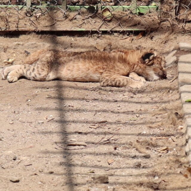 Кметът на Благоевград: Лъвчетата от общинския зоопарк вече са във ветеринарна клиника
