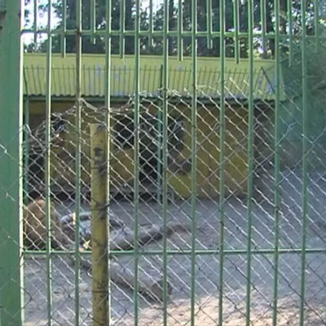 Новородени лъвчета: Каква съдба очаква малките обитатели на зоопарка в Благоевград?