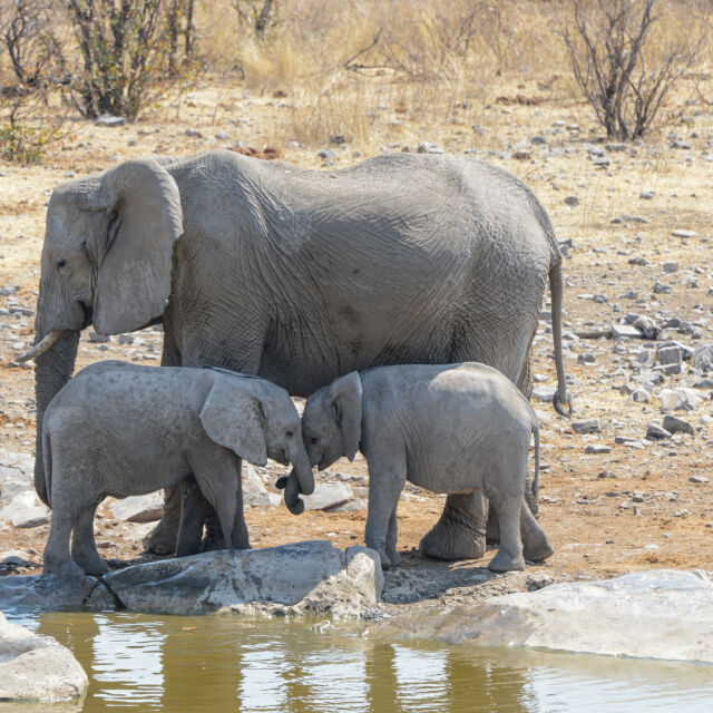 Изключително редки слончета близнаци бяха забелязани в Шри Ланка (ВИДЕО)