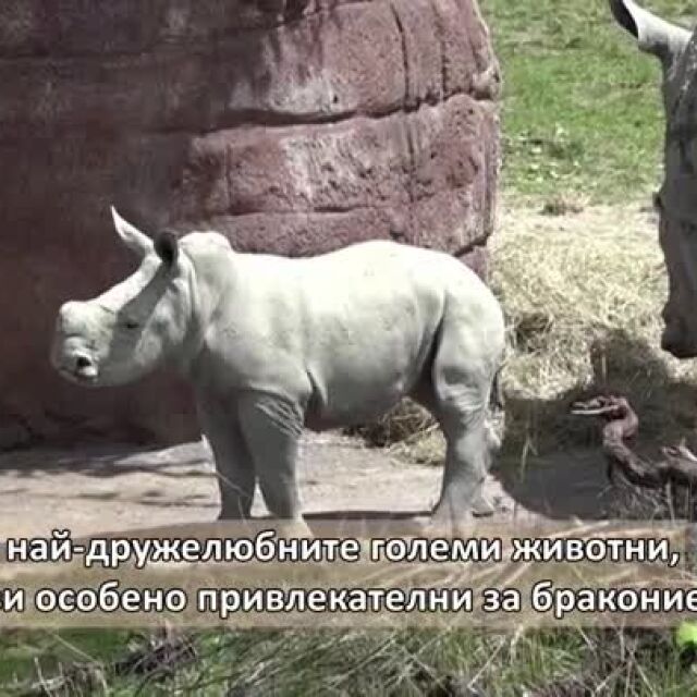 Вижте как белият носорог Ушинди се разхожда с майка си в зоопарка в Цюрих (ВИДЕО)