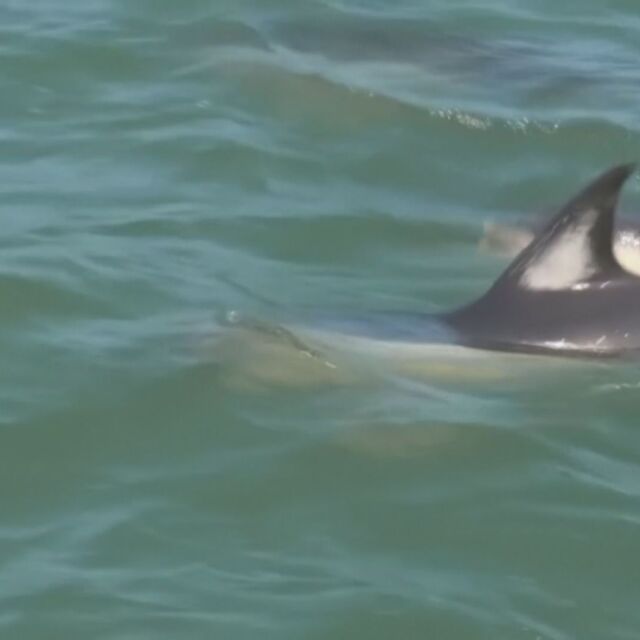 Делфини изпълниха океана край португалската столица Лисабон