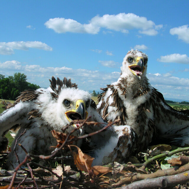 Рекорд за царския орел у нас: 37 излюпени малки през този размножителен сезон
