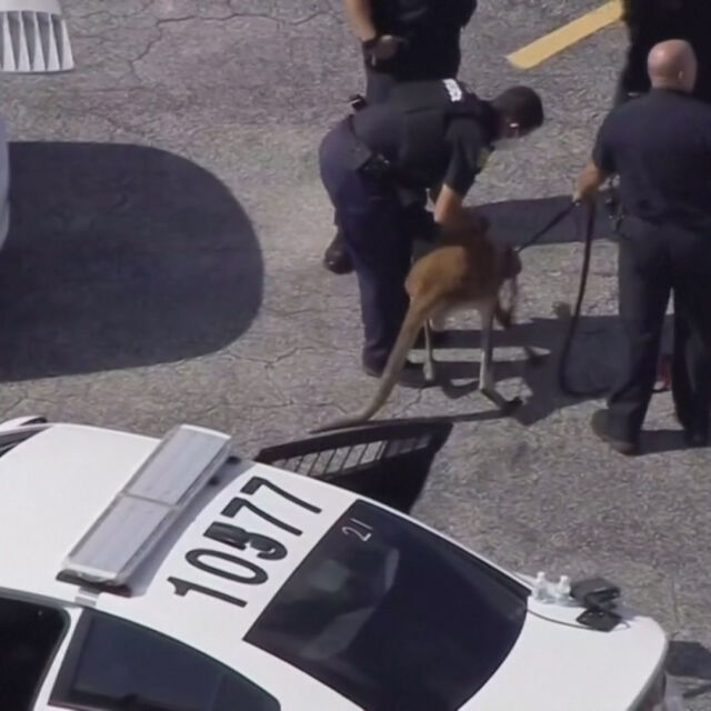 Необичаен арест: Полицията във Флорида задържа кенгуру