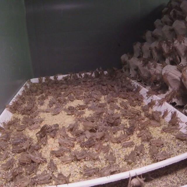 Иновация в храненето: За първи път у нас отваря ферма за отглеждане на щурци