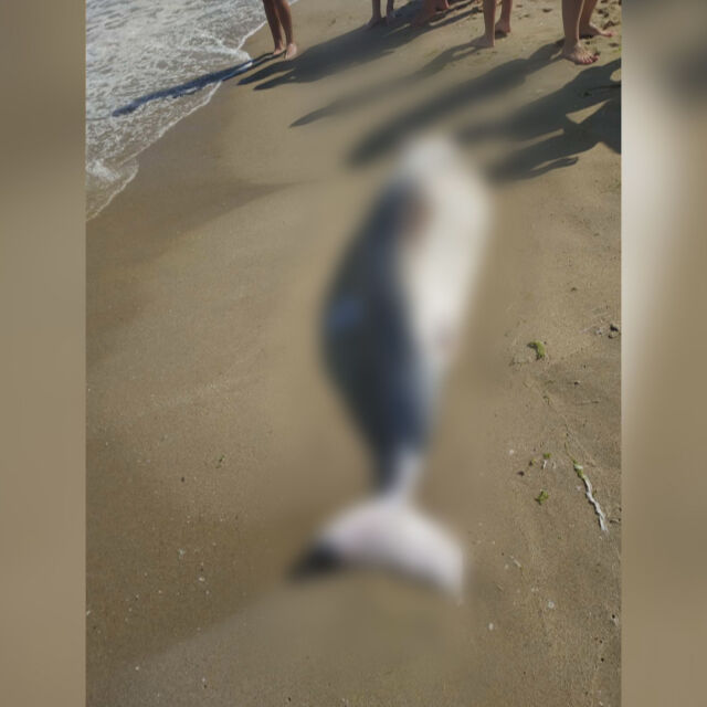 Мъртъв делфин изхвърли морето край Шкорпиловци