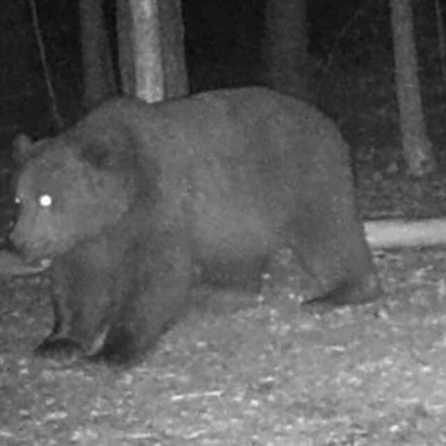 Земеделското министерство разреши мечката, нападнала жена край Белица, да бъде отстреляна
