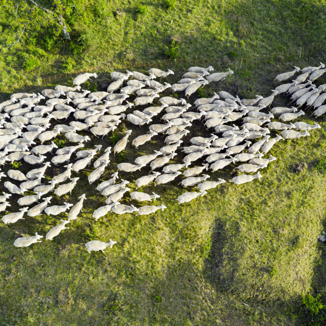 Имали нетипично поведение: Стадо овце изяде около 100 кг канабис