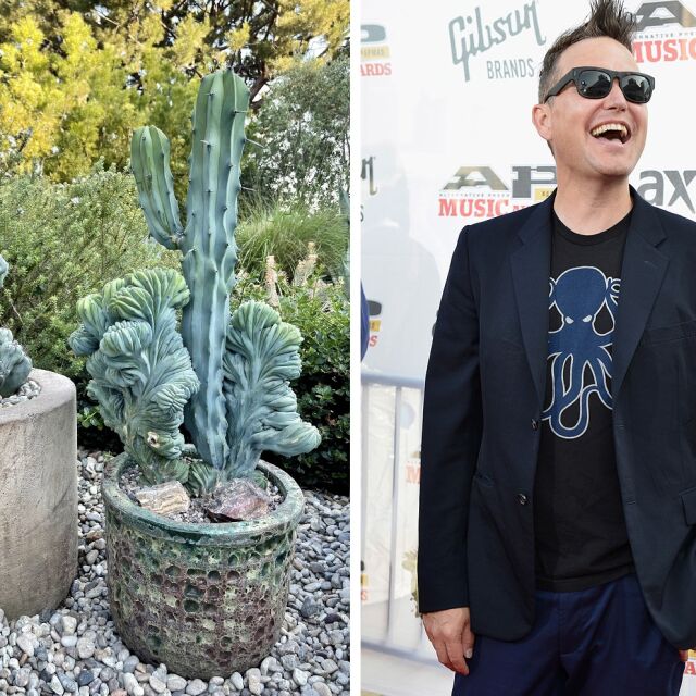 Раковата градина на Марк Хопъс – мутирали кактуси му напомнят за битката му с рака