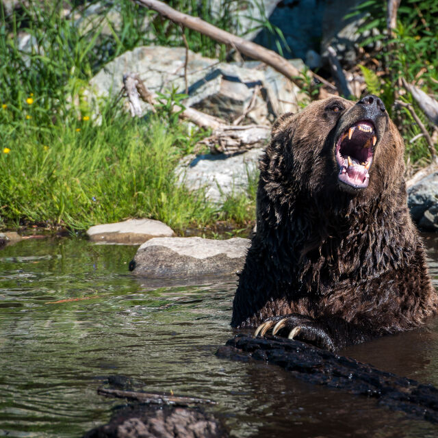 Преследван от мечка: Мъж оцеля една седмица, гонен от гризли в Аляска 