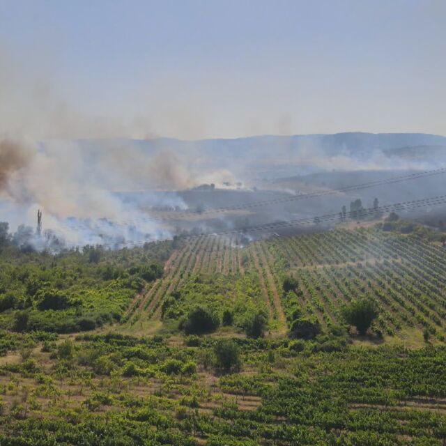 След пожарите край Благоевград: Изпепелени са стотици декари лозя и жито