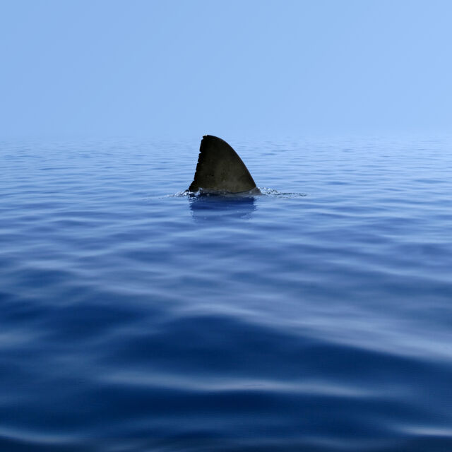 Турист загина при атака на акула на оживен плаж в Нова Каледония