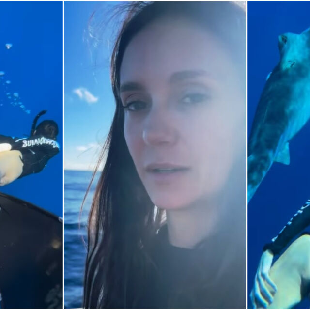 Нина Добрев плува край тигрови акули и заклейми убийците им