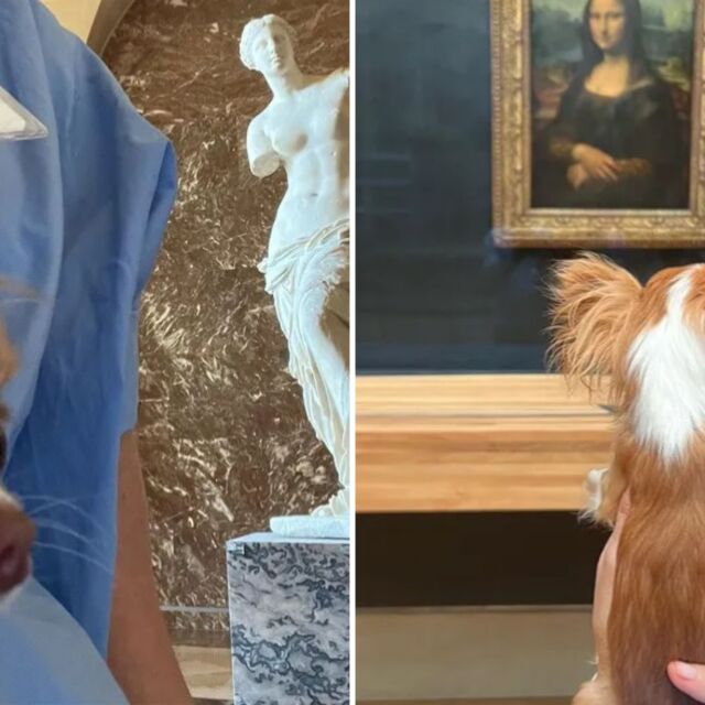 Деми Мур запозна кучето си с Мона Лиза – пускат ли животни в Лувъра?
