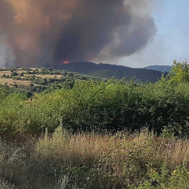Пожарът край Пазарджик навлезе в гориста местност, гасят го с хеликоптер
