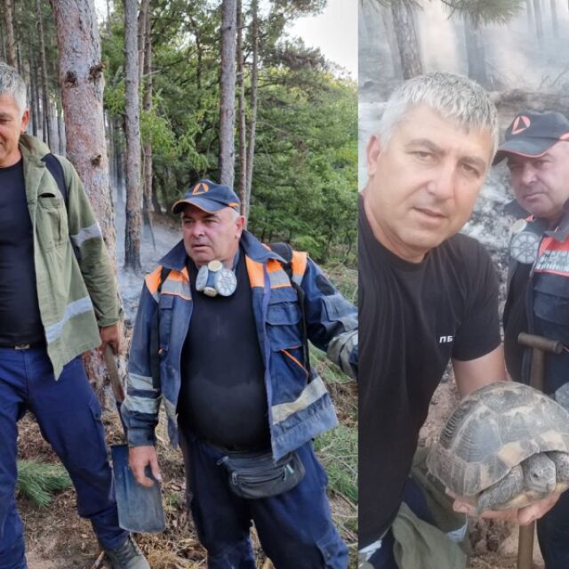 От пламъците край Пазарджик: Пожарникари спасиха бягаща от огъня костенурка