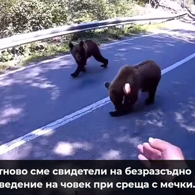 Среща с мечка: Видеоклип показва какво не трябва да правим в такава ситуация (ВИДЕО)