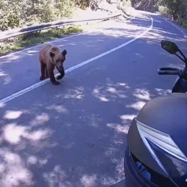 При среща с мечка на пътя: Без даване на храна и без бягане