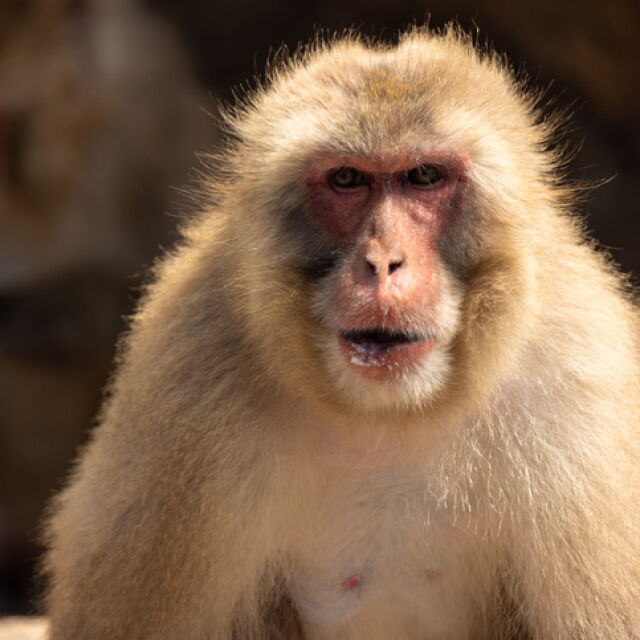 Банда агресивни маймуни тероризира японски град