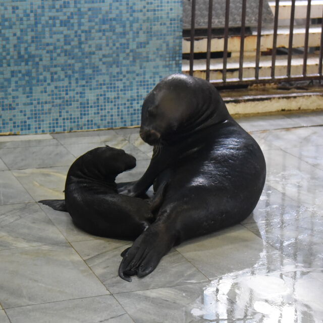 За първи път от години: Тюленче се роди в делфинариума във Варна (СНИМКИ)