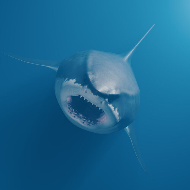 Проучване: Хората са стотици пъти „по-смъртоносни“ от акулите 