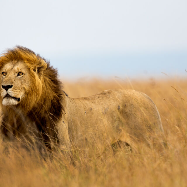Конфликтът между хора и диви животни се влошава: Десет лъва бяха убити в Кения