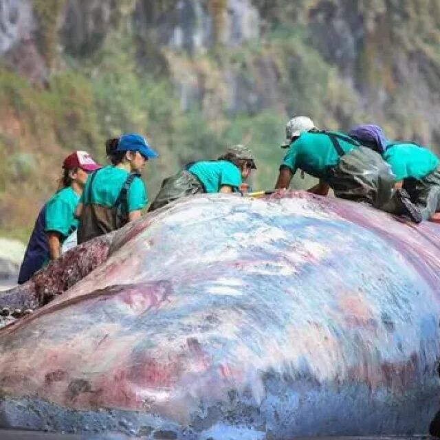 Откриха „плаващо злато“ за 500 000 евро в мъртъв кит