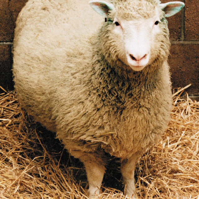 Любопитната история на овцата Доли – и защо погрешно е смятана за първия клониран бозайник
