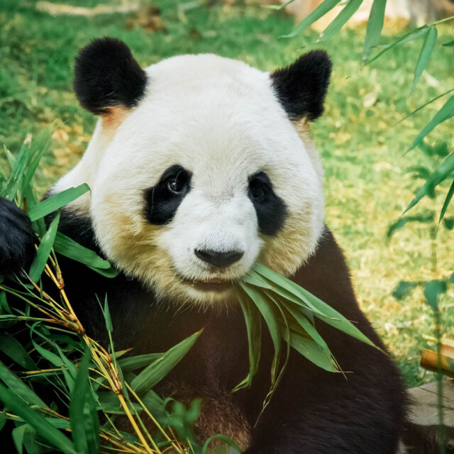 Гигантска панда роди близнаци в зоопарк до Сеул (ВИДЕО)