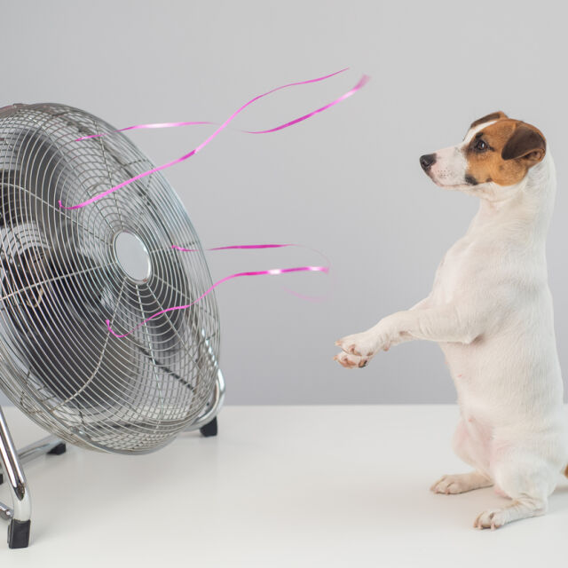 Оцеляване в жегите: Как да предпазим домашните животни от проблеми?