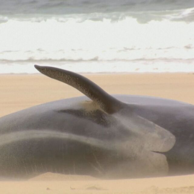 Над 50 пилотни кита загинаха, след като заседнаха край Шотландия (ВИДЕО)