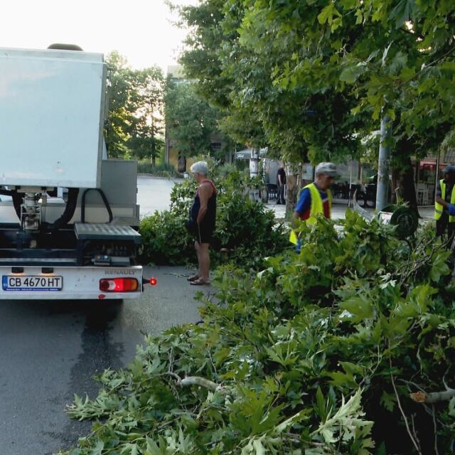 Щетите след бурята: Изкоренени дървета и смачкани коли в Харманли