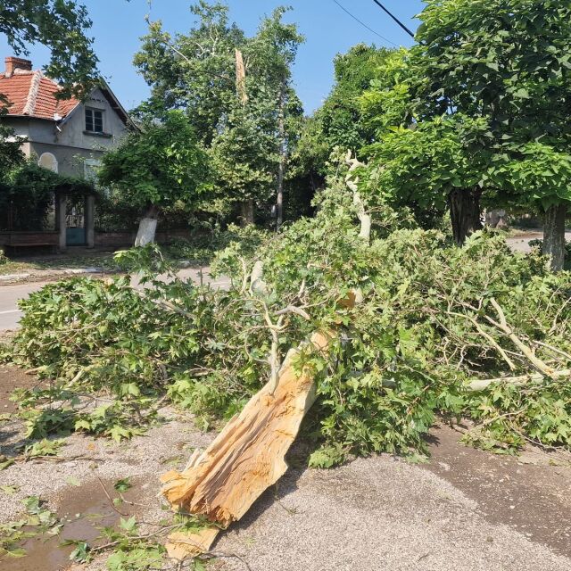 Вятър, дъжд и градушка в Сливенско: Паднали дървета блокираха улици и тротоари (ВИДЕО)