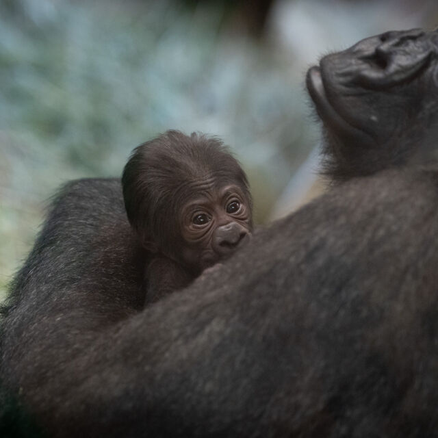 „Мъжка“ горила роди най-сладкото бебе горилче