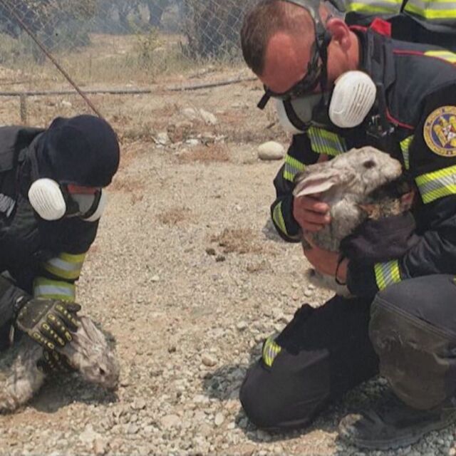 Трогателни кадри: Пожарникари спасяват заек с вода в Гърция (СНИМКИ)