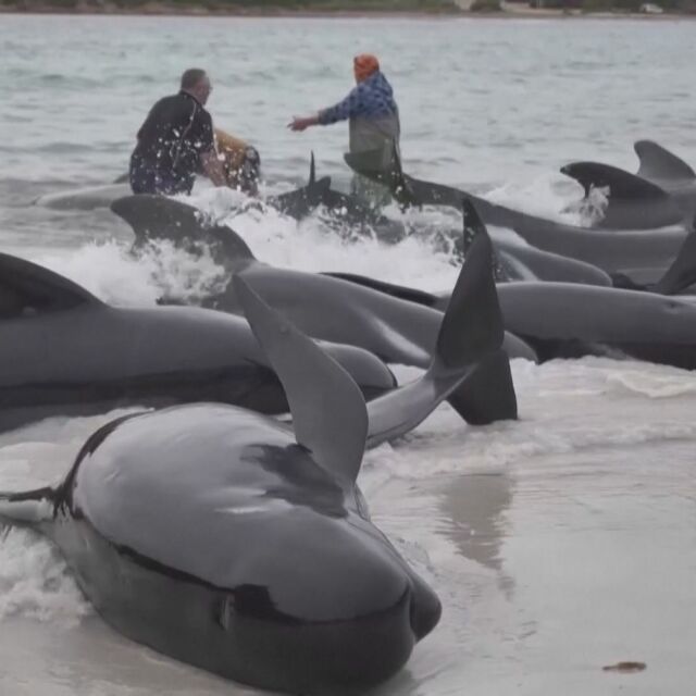 Спасителна операция: Близо 100 кита са заседнали на отдалечен плаж (ВИДЕО)