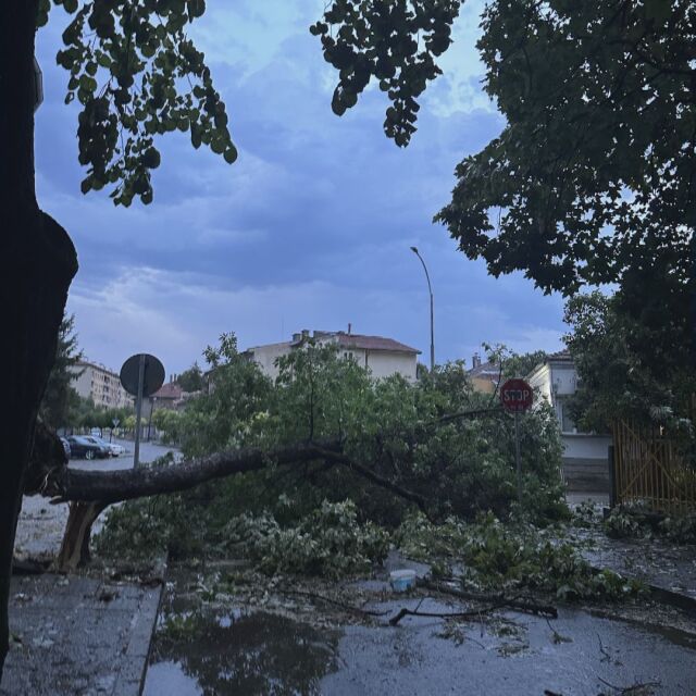 Ураганен вятър, придружен с градушка, изкорени дървета в Търговище (ВИДЕО И СНИМКИ)