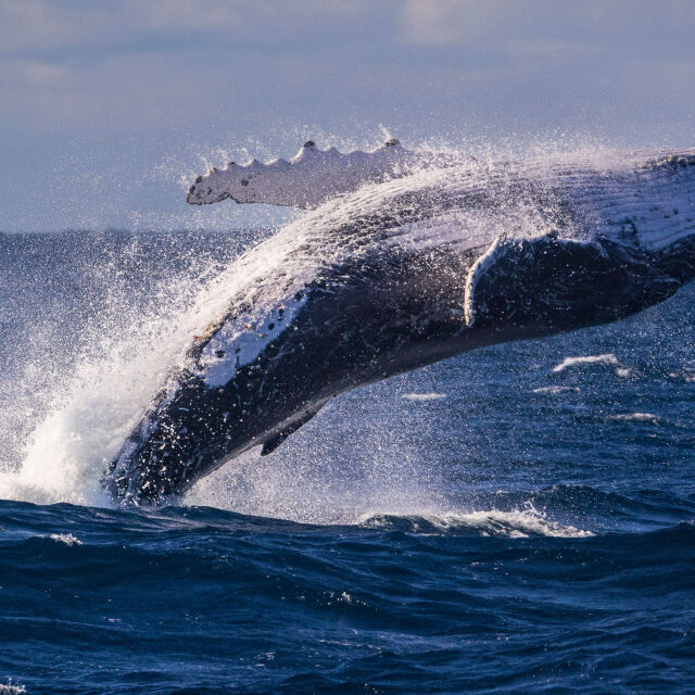 Красиво шоу: Китове демонстрираха синхронно плуване (ВИДЕО)