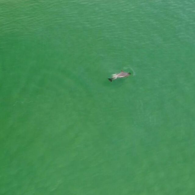 От „Аз, репортерът“: Делфин на метри от плажа край Шкорпиловци (ВИДЕО)