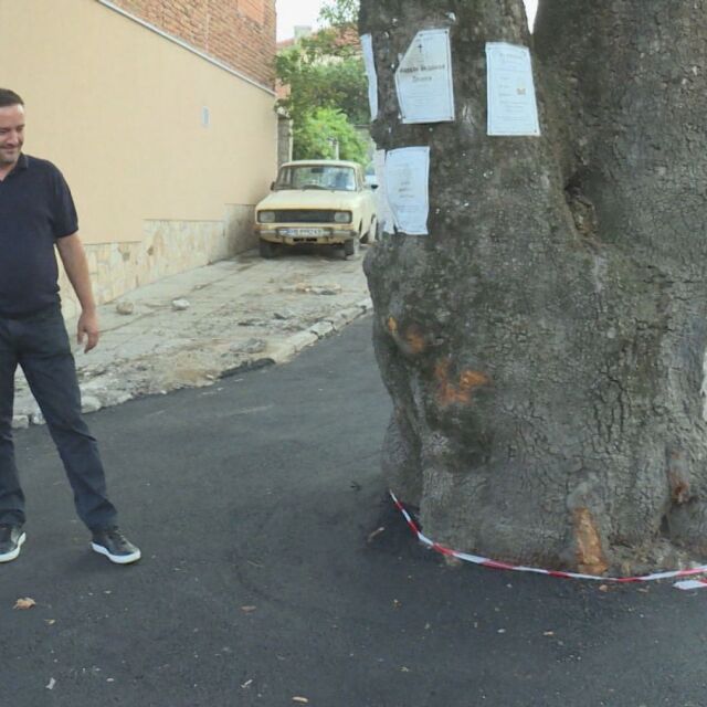200-годишен чинар: Защо вековното дърво беше асфалтирано? 