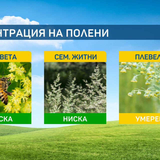  Алергичните към полени да наблюдават за цъфнал пелин 